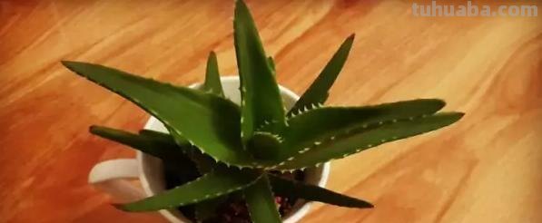 常见植物的花语大全，别再送错花了