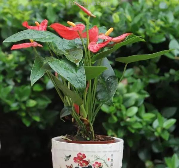 常见植物的花语大全，别再送错花了