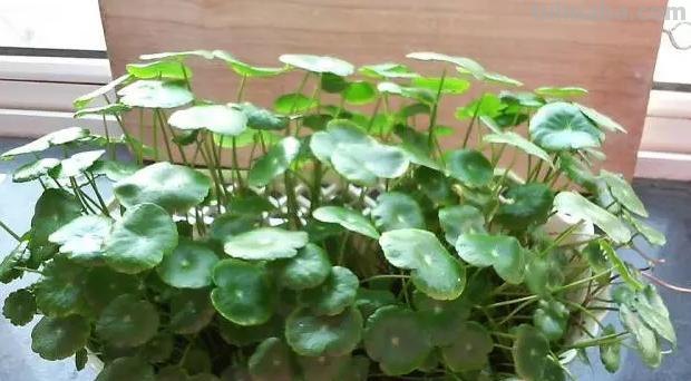 常见植物的花语大全，别再送错花了