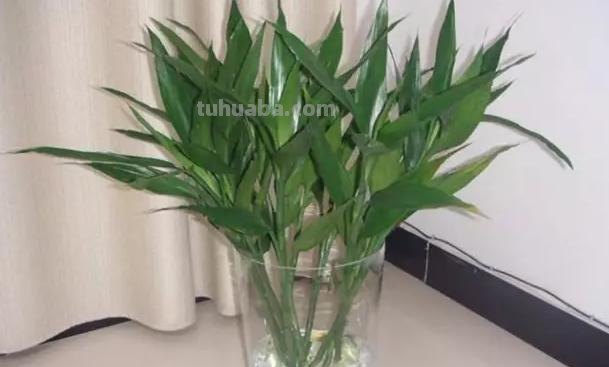 常见植物的花语大全，别再送错花了