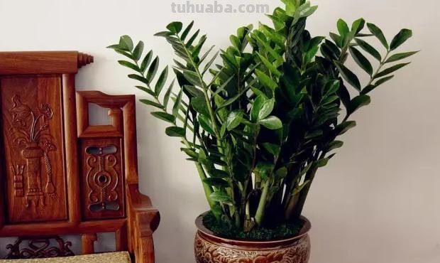 常见植物的花语大全，别再送错花了