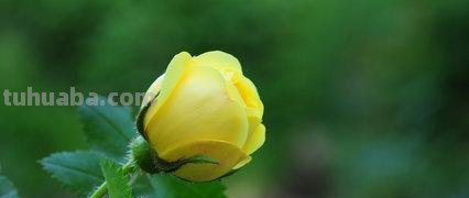 常见花语大全！