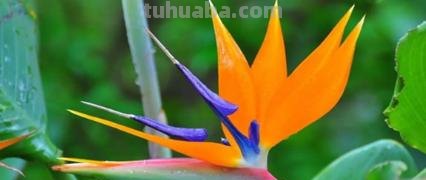 常见花语大全！