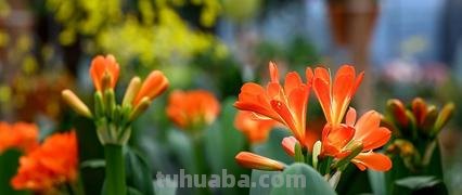 常见花语大全！