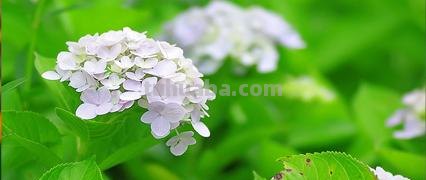 常见花语大全！