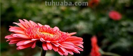 常见花语大全！