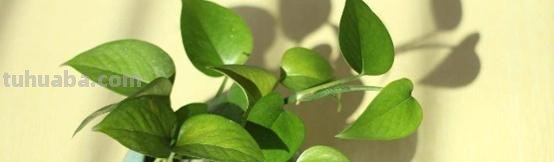 怎么种植绿萝，有哪几种方法