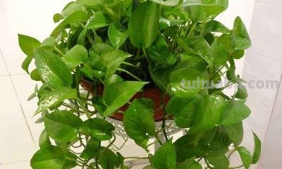 怎么种植绿萝，有哪几种方法