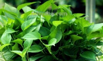 怎么种植绿萝，有哪几种方法