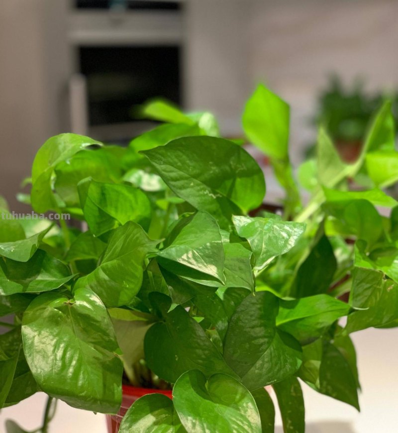 养好绿萝有3招，叶子多绿油油，养了一年又一年、好旺盛好壮观