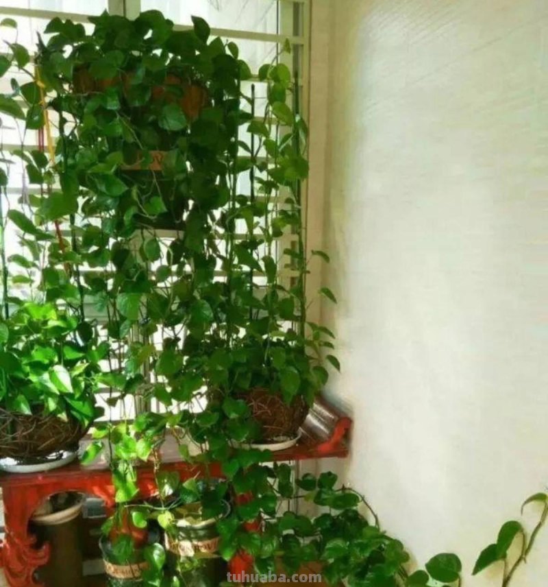 养好绿萝有3招，叶子多绿油油，养了一年又一年、好旺盛好壮观