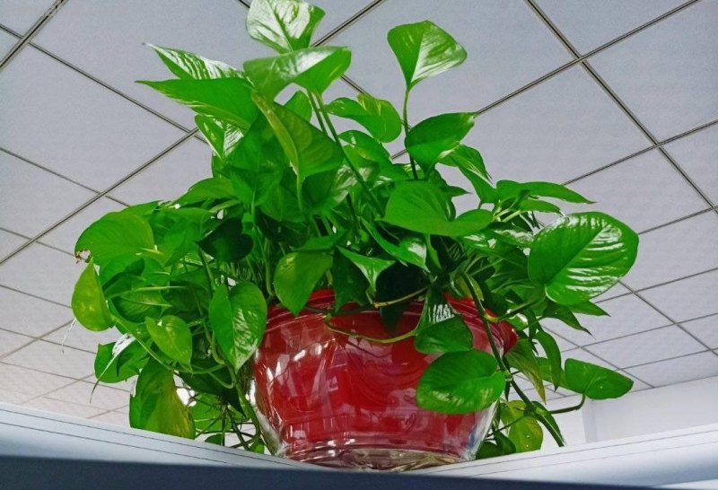 养好绿萝有3招，叶子多绿油油，养了一年又一年、好旺盛好壮观