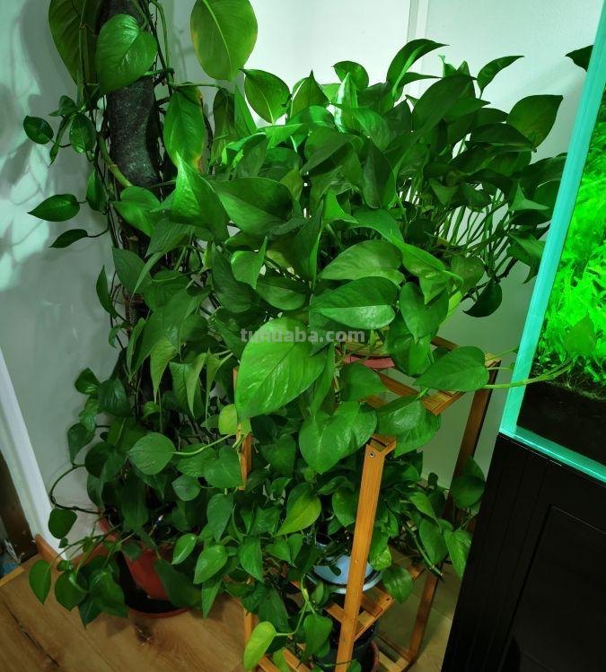 养好绿萝有3招，叶子多绿油油，养了一年又一年、好旺盛好壮观