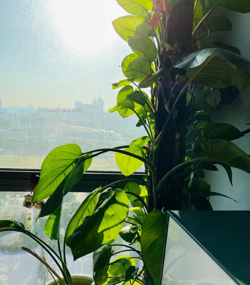 养好绿萝有3招，叶子多绿油油，养了一年又一年、好旺盛好壮观