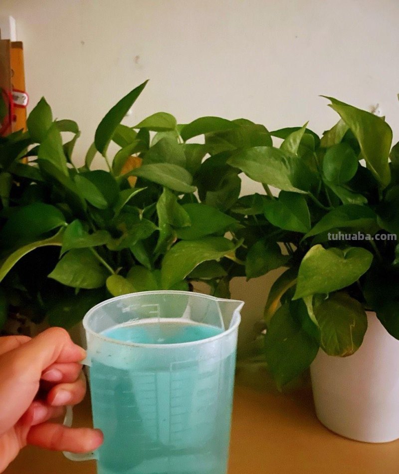 养好绿萝有3招，叶子多绿油油，养了一年又一年、好旺盛好壮观