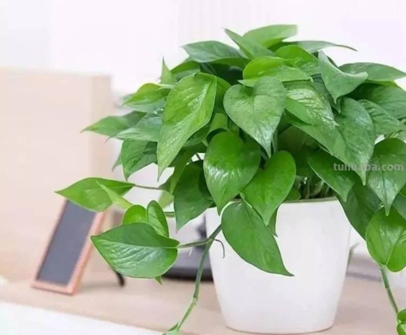 养好绿萝有3招，叶子多绿油油，养了一年又一年、好旺盛好壮观