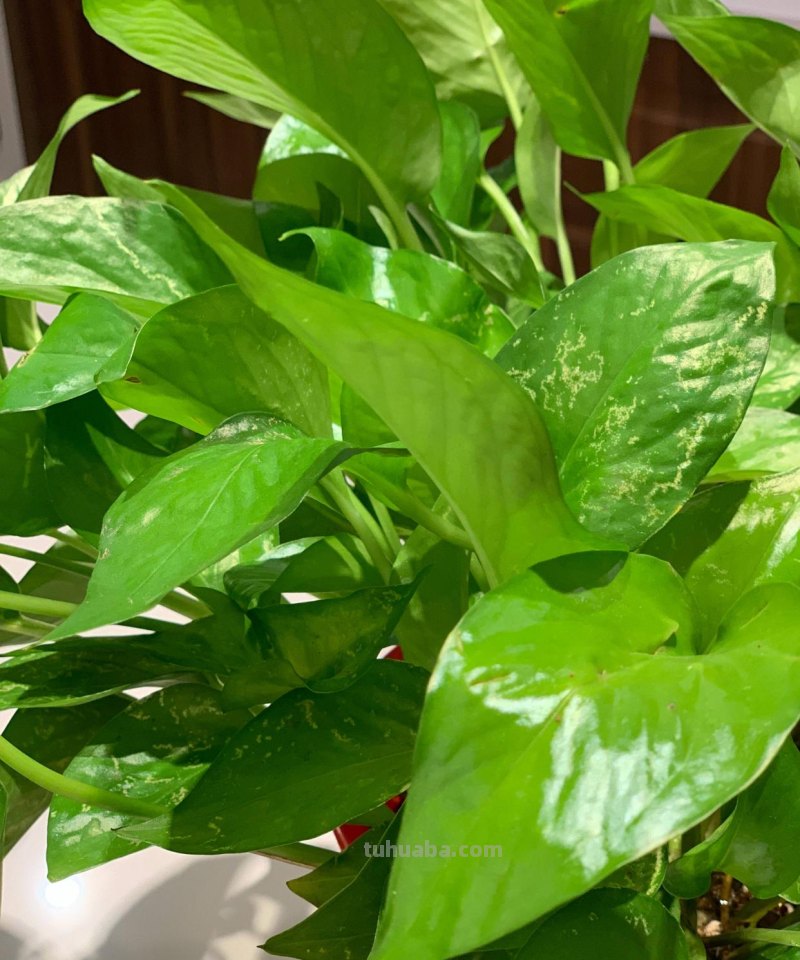 养好绿萝有3招，叶子多绿油油，养了一年又一年、好旺盛好壮观