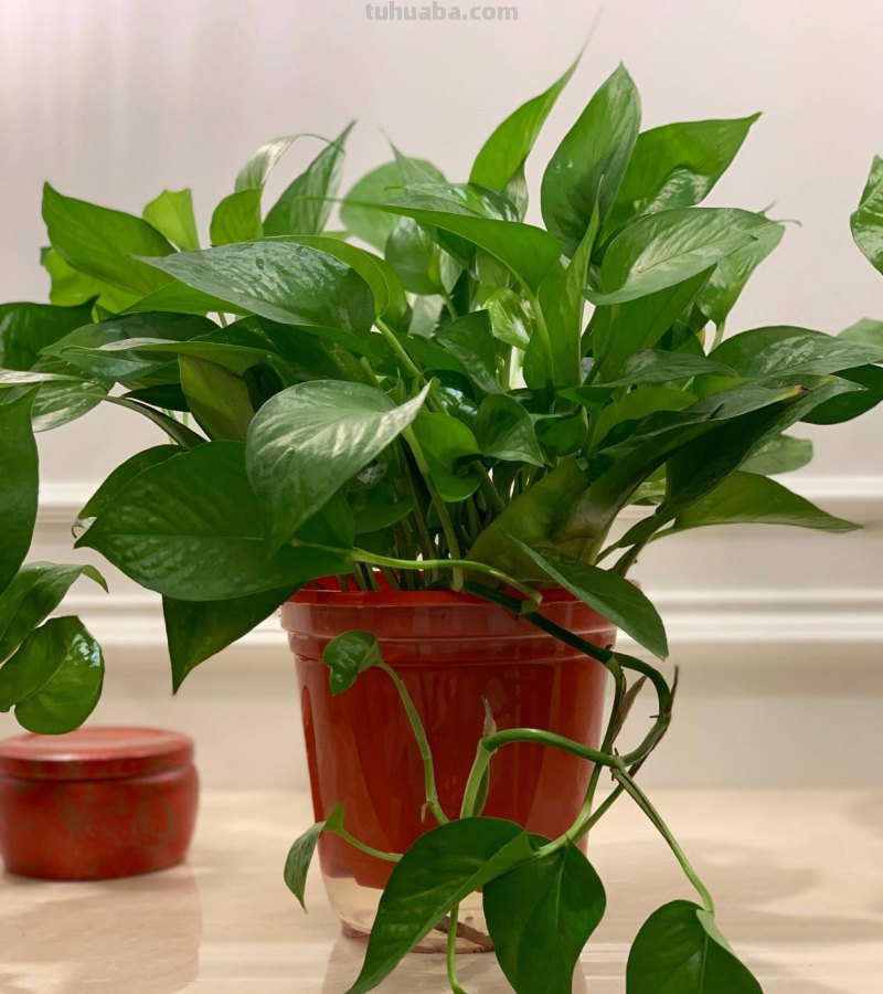 养好绿萝有3招，叶子多绿油油，养了一年又一年、好旺盛好壮观