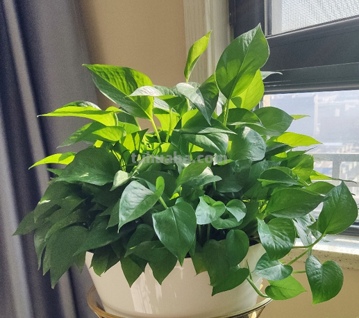 摆脱“养花杀手”称号，就从绿萝开始，一个月教你养爆盆