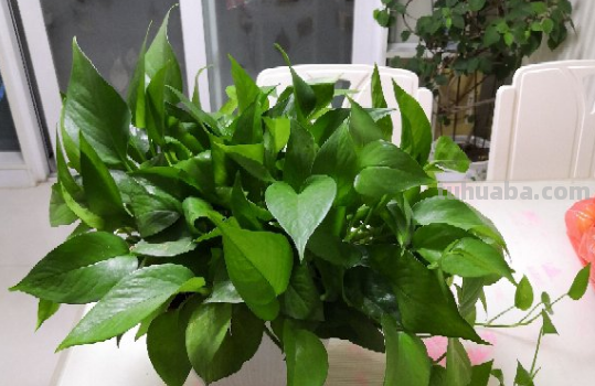 摆脱“养花杀手”称号，就从绿萝开始，一个月教你养爆盆