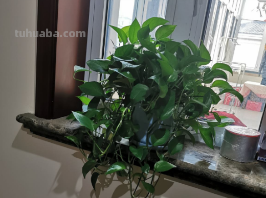 摆脱“养花杀手”称号，就从绿萝开始，一个月教你养爆盆