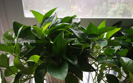 摆脱“养花杀手”称号，就从绿萝开始，一个月教你养爆盆