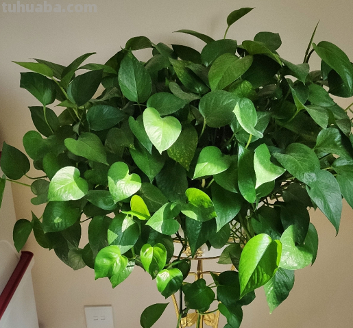 摆脱“养花杀手”称号，就从绿萝开始，一个月教你养爆盆