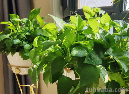 摆脱“养花杀手”称号，就从绿萝开始，一个月教你养爆盆