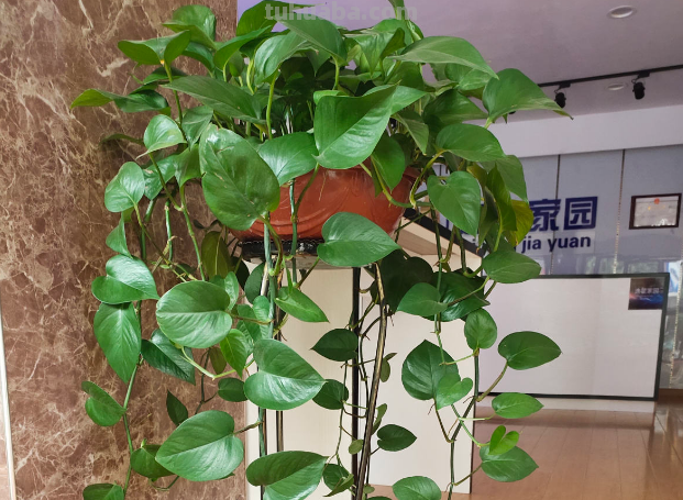 摆脱“养花杀手”称号，就从绿萝开始，一个月教你养爆盆