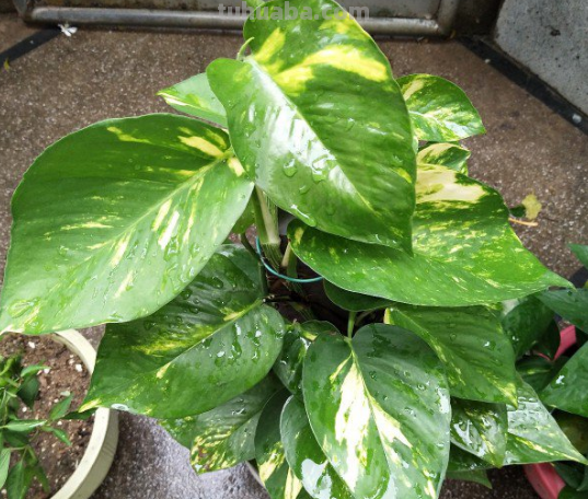 摆脱“养花杀手”称号，就从绿萝开始，一个月教你养爆盆