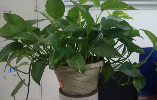 摆脱“养花杀手”称号，就从绿萝开始，一个月教你养爆盆