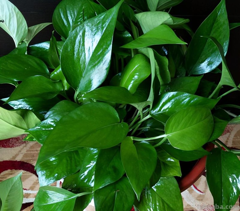 ​绿萝养护、扦插技巧解读，掌握透彻，不旺也绿