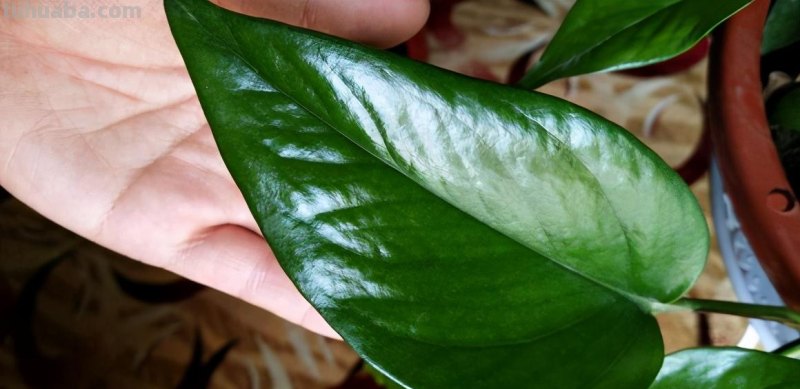 ​绿萝养护、扦插技巧解读，掌握透彻，不旺也绿