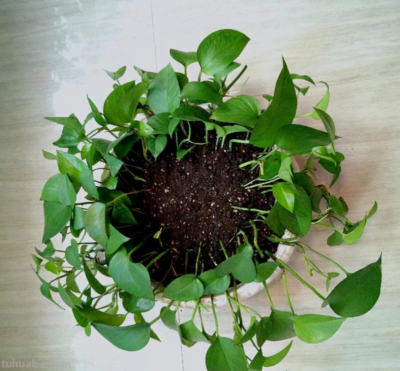 ​绿萝养护、扦插技巧解读，掌握透彻，不旺也绿