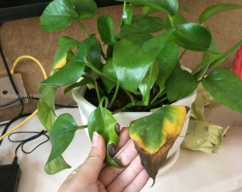 ​绿萝养护、扦插技巧解读，掌握透彻，不旺也绿