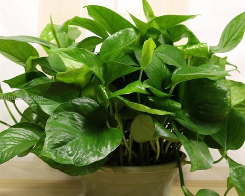 想要绿萝养得好，方法很简单，抓住主要关键点