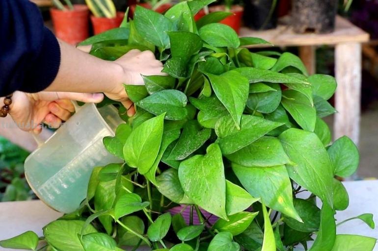 想要绿萝养得好，方法很简单，抓住主要关键点