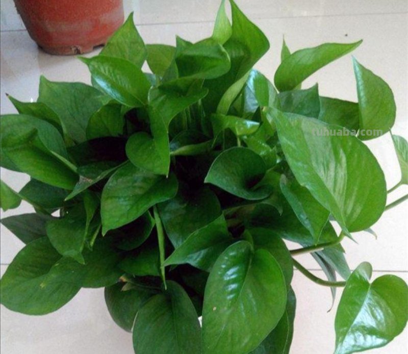 想要绿萝养得好，方法很简单，抓住主要关键点