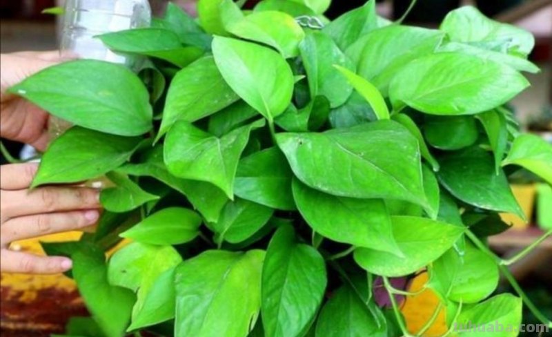 想要绿萝养得好，方法很简单，抓住主要关键点