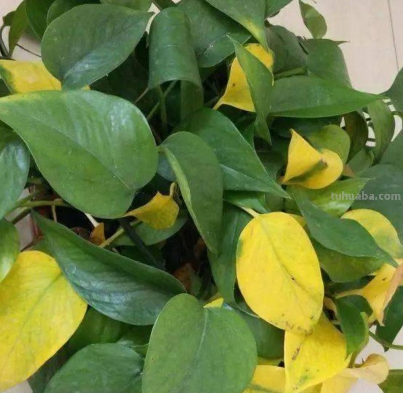 想要绿萝养得好，方法很简单，抓住主要关键点