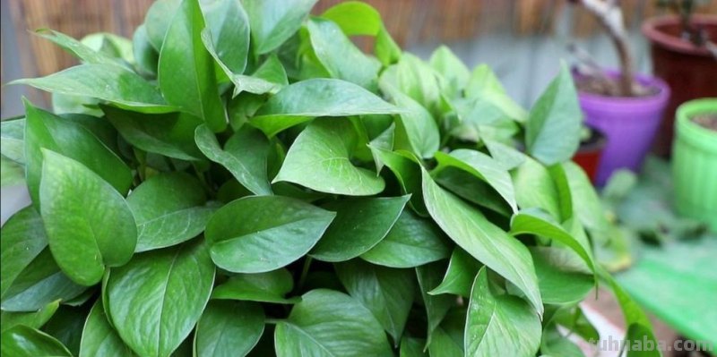 想要绿萝养得好，方法很简单，抓住主要关键点