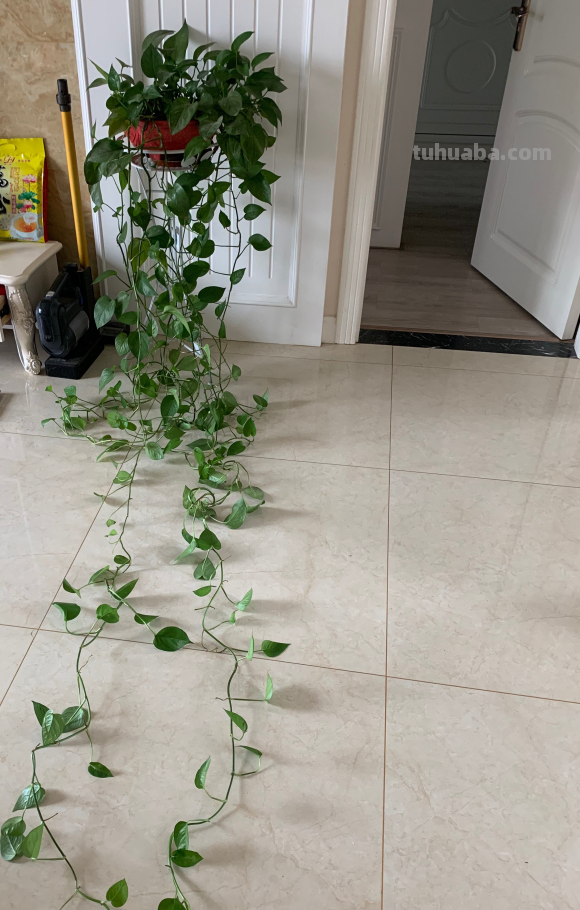 绿萝想要“泛滥成灾”，离不开5个养护方法，谁用谁知道