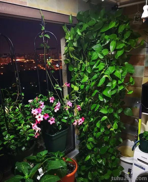 绿萝想要“泛滥成灾”，离不开5个养护方法，谁用谁知道