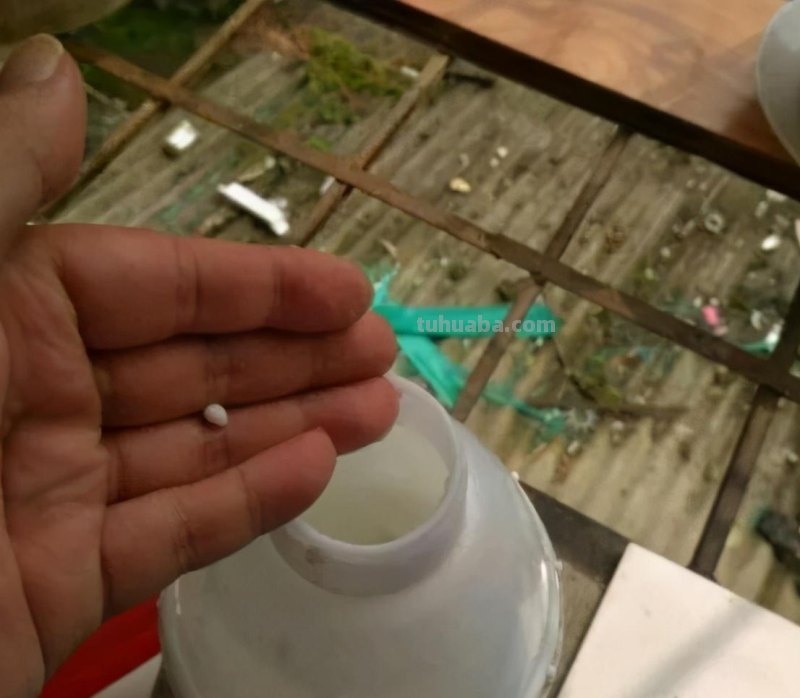 绿萝想要“泛滥成灾”，离不开5个养护方法，谁用谁知道