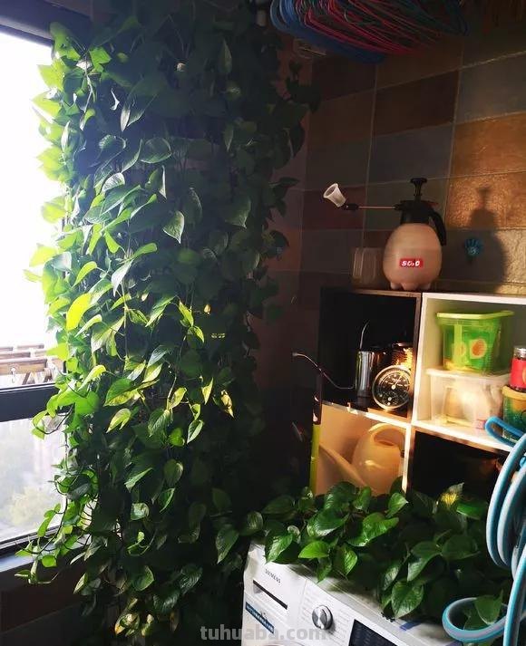 绿萝想要“泛滥成灾”，离不开5个养护方法，谁用谁知道