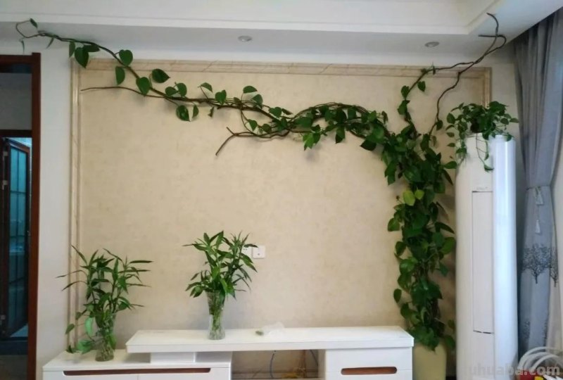 绿萝想要“泛滥成灾”，离不开5个养护方法，谁用谁知道