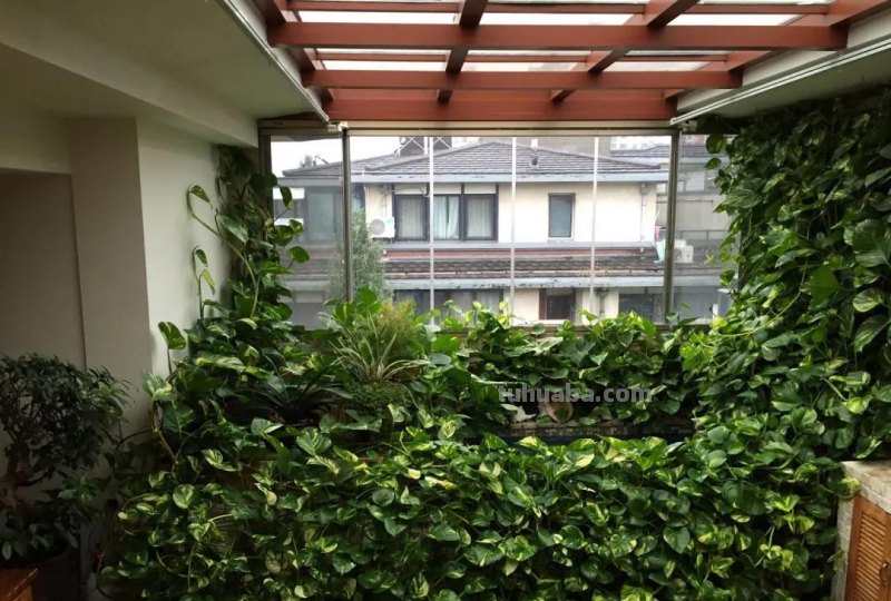 绿萝想要“泛滥成灾”，离不开5个养护方法，谁用谁知道