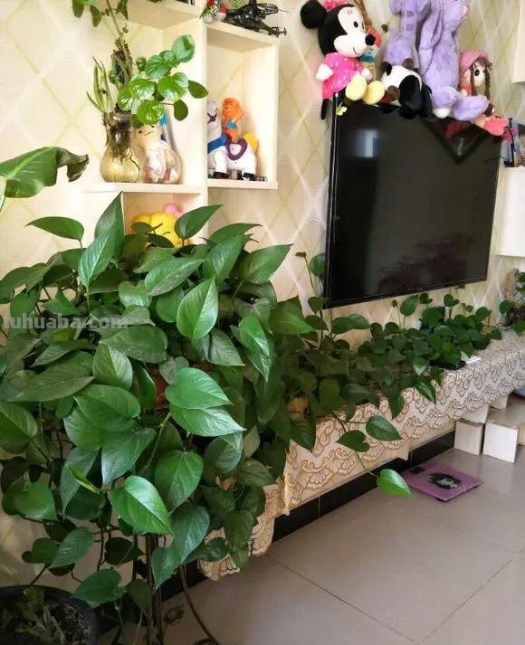 绿萝想要“泛滥成灾”，离不开5个养护方法，谁用谁知道