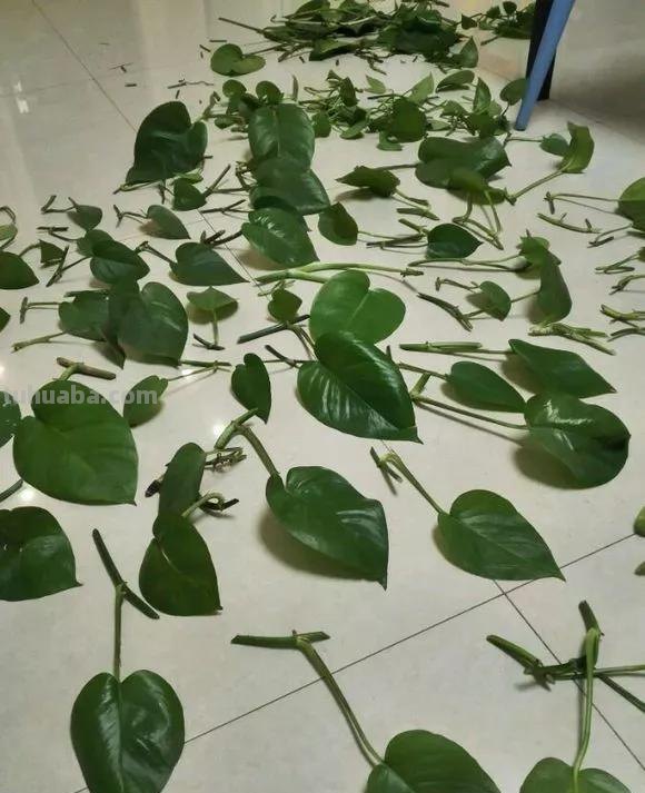 绿萝想要“泛滥成灾”，离不开5个养护方法，谁用谁知道