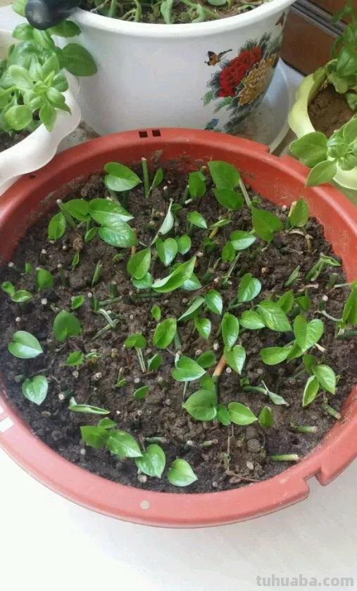 绿萝想要“泛滥成灾”，离不开5个养护方法，谁用谁知道